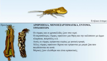 trichoptera